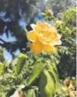  ?? Special to The Denver Post ?? A yellow rose blooms in Sacramento’s Historic City Cemetery. Anne Klein,