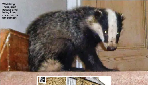 ??  ?? Wild thing: The injured badger after being found curled up on the landing