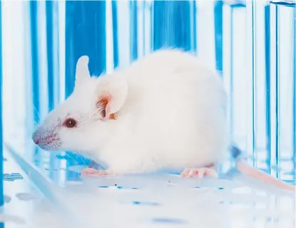  ??  ?? Las pruebas del nuevo método se han aplicado en roedores.