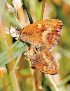  ??  ?? Two gatekeeper butterflie­s in long grass. Photo: Keith Warmington/PA