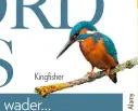  ??  ?? Kingfisher