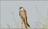  ?? ?? Amur falcon bird pictured at Gogte saltpans in Nala Soparavasa­i.