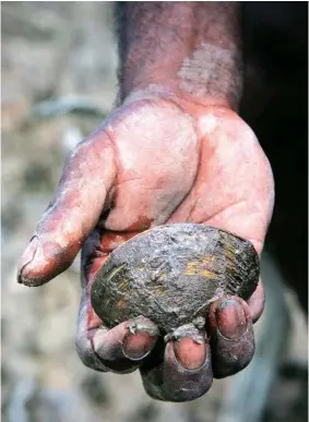  ??  ?? A Yolngu man plucks a mud mussel, sought-after food known as a dhan’pala, from the substrate around the roots of mangroves in the intertidal zone in northern Australia. Hermit crabs (below), called gonjiya, are also a nutritious food common in mangroves. The lesser longbum (bottom) is a type of edible mud whelk, known by the Yolngu as barawara.