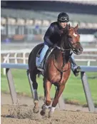  ?? AP ?? Belmont Stakes hopeful Hofburg works out at Belmont Park on Tuesday in Elmont, N.Y. One of 10 horses racing in the 150th running of the Belmont Stakes on Saturday, Hofburg was made the 9-2 second choice behind Justify.