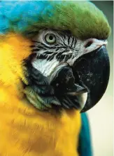  ??  ?? A blue macaw inside the "flight school" aviary.