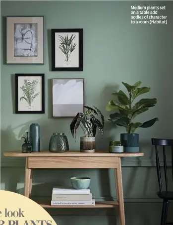  ??  ?? Medium plants set on a table add oodles of character to a room (Habitat)