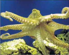  ?? [THE ASSOCIATED PRESS FILE PHOTOS] ?? Cephalopod­s, which include octopuses and squid, don’t form close social bonds, experts say. They get together to mate, but males and females don’t stay together for long or care for their young.