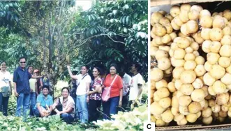  ??  ?? Fig. 3. The steps in longkong farming include planting of grafted LPM at a population density of 200 plants/ha (A), adequate weeding, fertilizat­ion, pruning, and pest and disease control until plant maturity (B). The fruits are then harvested at the correct stage of ripening (C).