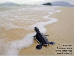  ??  ?? A taste of freedom: some turtle hatchlings aren’t so lucky.