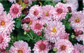  ??  ?? Late show: Autumn-flowering Chrysanthe­mum Mei-Kyo is an old favourite