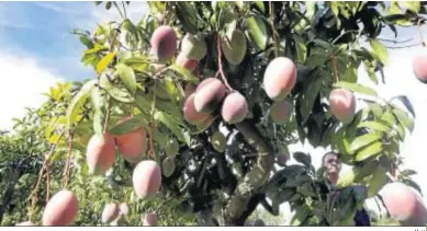  ?? M. H. ?? Surtido de mangos en una finca.