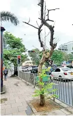  ?? ?? The tree is dead but water sprouts are coming out – photograph­ed on Union Place in Colombo in January 2020