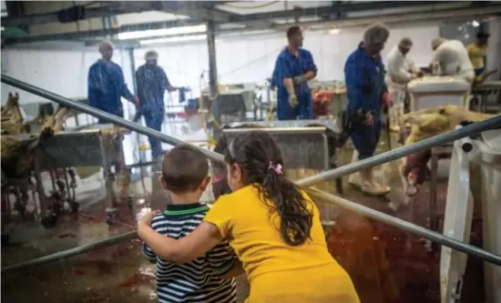  ?? FOTO SVEN DILLEN ?? Bij het vorige Offerfeest werden er in Limburg 1.985 schapen en 419 runderen geofferd.