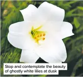  ??  ?? Stop and contemplat­e the beauty of ghostly white lilies at dusk