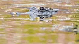  ?? GERALD HERBERT/AP ?? An alligator swims Feb. 27 near LaPlace, La. Uncontroll­ed hunting nearly wiped out American alligators before Louisiana barred all hunting of the reptiles in 1962.