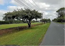  ??  ?? Until yesterday morning the cherry trees lined the street. The council says they only had ‘‘about 11 years life left in them’’ in 2009.