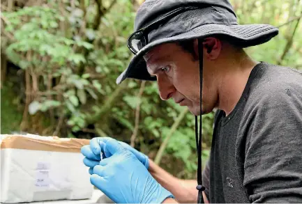  ??  ?? NMIT scientist Eric Buenz is exploring how to get pain medication from the native stinging nettle, ongaonga.