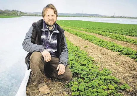  ?? Foto: František Vlček, MAFRA ?? Ztracené jahody Jahodové plantáže Milana Hanče v okolí Vraňan na Mělnicku jsou v květnu a červnu oblíbeným cílem samosběrač­ů. Letos bude úroda menší, protože vůči mrazům nedokázaly rostliny ochránit ani speciální fólie.