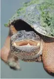  ?? LEIF EINARSON ?? Adult snapping turtles (Chelydra serpentina) hibernate by exchanging gases across the vasculariz­ed skin around their bum.