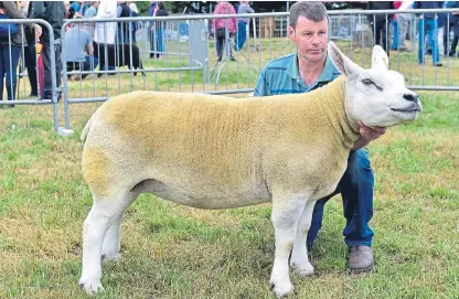  ??  ?? Above: The overall sheep champion, a texel ewe owned by Graeme Knox. Below: Blair Duffton partowns both the supreme champion Battleford Lola with Garry Patterson and the reserve cross heifer with Rebecca Stuart.