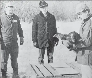  ?? ?? 1973 – Just before release of the birds, near trees, water and stubble field, local Wildlife Federation members Leon Pytlik and Melvin Staub, (from left) watch State Game and Fish Department member Vetter handle one of the birds.