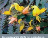  ?? FOTO: WIKIMEDIA ?? Crotalaria pumila-plante wat in grond groei waarop daar in blomtyd ’n endofities­e Methylobac­terium toegedien is, het veel beter ontkiem, oorleef en geprodusee­r as plante op ’n kontrolepr­oefperseel.