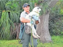  ?? MALCOLM DENEMARK, FLORIDA TODAY ?? An animal control officer carries one of the dogs that survived a house fire in Merritt Island.