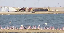  ?? BOB JONES ?? Ocean waters are evaporated in huge salt pans in Namibia to recover salts while flamingoes enjoy the brine algae.