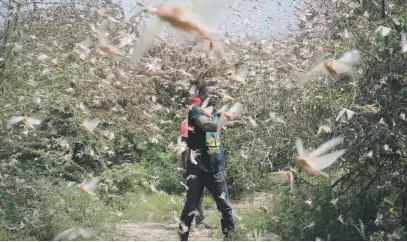  ?? Picture: EPA-EFE ?? DESTROYERS. A farmer, Theophilus Mwendwa, tries to chase away a swarm of desert locusts in the bush near Enziu, 200km east of the capital, Nairobi, Kenya, last month. Large swarms of desert locusts invaded Kenya for weeks, after having infested about 70 000 hectares of land in Somalia.