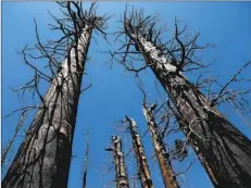  ?? ?? A STAND of charred and skeletal giant sequoias killed by the Castle fire, which ignited amid a siege of dry lightning in the summer of 2020.