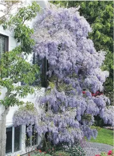  ??  ?? The woody stems of wisterias now have their buds set, so just a tidy up is required at this time of year along with climbing hydrangeas, early blooming clematis and vines, especially any wild late-summer growth.