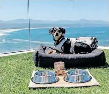  ?? | Instagram ?? TREAT your paw friend to a luxurious meal with a stunning view.