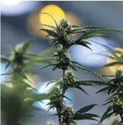  ?? THE CANADIAN PRESS FILES ?? The federal government introduces its long-awaited legislatio­n to legalize pot across Canada on Thursday.