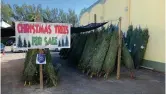  ??  ?? The Sanibel Captiva Lions Club’s 44th annual tree sale starts on November 28 and goes until the trees run out.