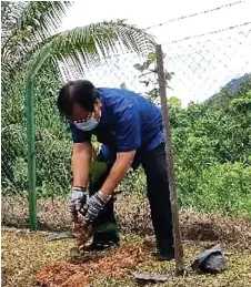  ?? ?? Dr Jerip plants a coffee sapling during the function.