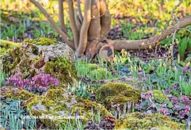  ??  ?? Printre pietrele mari acoperite cu mușchi răsar din februarie grupuri de ciclame (Cyclamen coum), ghiocei și brândușe