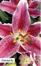  ?? ?? Oriental lily