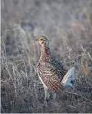  ?? Education Images/Universal Images Group/Getty Images ?? The sharp-tailed grouse is native to the northern prairies of the US. The males engage in a spectacula­r mating dance. Photograph: