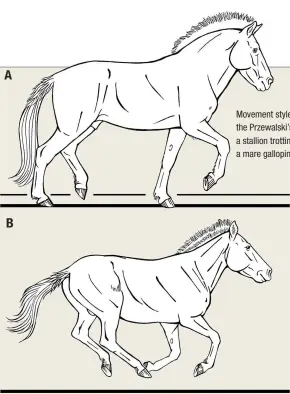  ??  ?? Movement style of the Przewalski’s horse: a stallion trotting (A) and a mare galloping (B)