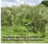  ?? Tagasaste growing as shelter and to fix nitrogen around avocadoes. ??