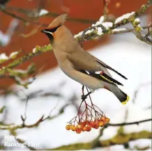  ??  ?? Waxwing Ranking: 73rd