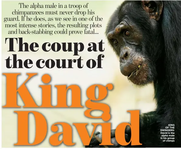  ??  ?? KING OF THE SWINGERS: David is the alpha male in his group of chimps