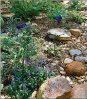  ?? DIANA C. KIRBY/AMERICAN-STATESMAN ?? Plum yew, lyre leaf sage and ajuga, with its delicate electric blue blooms, add interest, texture and color to a shady border.