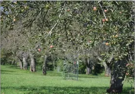  ?? SUBMitteD Photo ?? You can pick a variety of apples at hopewell furnace starting Sept. 4until they’re all gone.