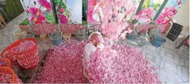  ?? File / Agence France-presse ?? ↑
A worker at the Bin Salman farm tosses freshly picked Damascena (Damask) roses in the air in Taif.