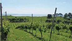  ?? FOTO: SABINE MATTERN ?? Auf dem Weingut Dyrehøj Vingaard werden vor atemberaub­ender Ostsee-Kulisse preisgekrö­nte Weine produziert.