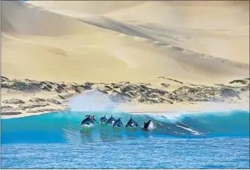  ??  ?? SURF AND TURF: This photograph of dolphins in the sea off the Alexandria Dunefield, by Lloyd Edwards, won him a grand prize in Wessa’s 90th anniversar­y photograph­ic competitio­n