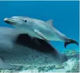  ?? ?? A dolphin mother teaches her calf to rub against coral as a way of self-medicating