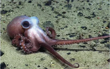  ??  ?? A young octopus stretches out on the Physalia Seamount off the northeast coast of America ABOVE