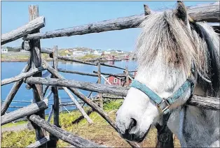  ?? SUBMITTED PHOTO COURTESY OF CAROLYN PARSONS ?? Known for its loyalty, bravery and obedience, the Newfoundla­nd Pony was once a common sight. However, the introducti­on of heavy equipment machinery made the species obsolete and it nearly went extinct.